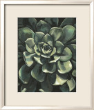 Lunar Succulent I Láminas por Megan Meagher