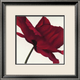 Papaver I Plakat af Yvonne Poelstra-Holzhaus Papaver I Plakat af Yvonne Poelstra-Holzhaus