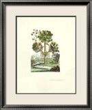 Exotic Botanical IV Posters par Abraham Munting