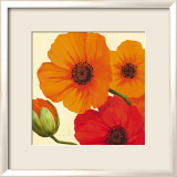 Coquelicots de Californie Affiches par Susanne Bach