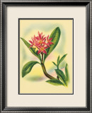 Plumeria Prints by Ted Mundorff