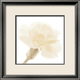 Carnation II Kunst von George Fossey