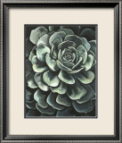 Lunar Succulent II Láminas por Megan Meagher