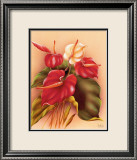 Anturios rojo y blanco Lámina giclée enmarcada por Frank Oda Anturios rojo y blanco Lámina giclée enmarcada por Frank Oda