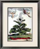 Rotundifolium Verum Affiche par Abraham Munting
