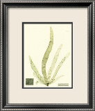 Seaweed II Plakater av Henry Bradbury