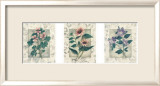 Healing Herbs, Panel II Prints by Julie Nightingale