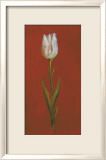 Tulipe blanche Affiches par Jose Gomez