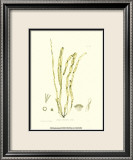 Seaweed III Kunst av Henry Bradbury