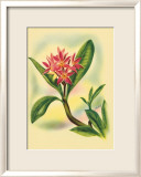 Plumeria Print by Ted Mundorff