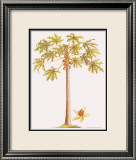 Papayo Lámina giclée enmarcada por Georg Dionysius Ehret Papayo Lámina giclée enmarcada por Georg Dionysius Ehret