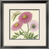 Gerbera rose Affiches par Louis Van Houtte