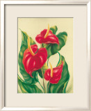 Anthurium II Art par Ted Mundorff
