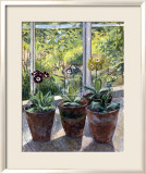 Quatre pots d'auriculas Posters par J. Morley
