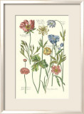 De Bry Flowers I Affiche par Johann Theodore de Bry