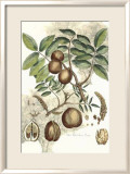 Antique Walnut Tree Pósters por John Miller (Johann Sebastien Mueller) Antique Walnut Tree Pósters por John Miller (Johann Sebastien Mueller)