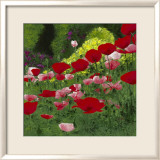 Coquelicots Affiche par Jordane D. Grux