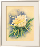 Cereus blanc au clair de lune Estampe encadrée par Ted Mundorff