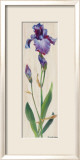 Iris Panel I Láminas por Ruth Baderian