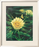 Blooming Cereus with Full Moon Estampe encadrée par Ted Mundorff