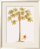 Papayo Lámina giclée enmarcada por Georg Dionysius Ehret Papayo Lámina giclée enmarcada por Georg Dionysius Ehret