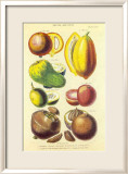 History of the Vegetable Kingdom I Posters by William Rhind