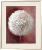 Dandelion Clock I Pósters por Elisabeth Verdonck