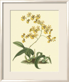 Antique Orchid Study I Print by Syndenham Edwards