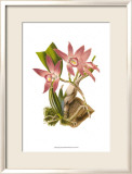 Blushing Orchids I Poster von Van Houtt 