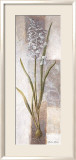 Freesias Affiches par Vivien White