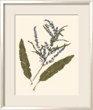 Pressed Botanical IV Láminas Pressed Botanical IV Láminas