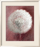 Dandelion Clock II Kunstdrucke von Elisabeth Verdonck
