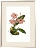 Blushing Orchids III Kunstdrucke von Van Houtt 