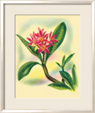 Plumeria Estampe encadrée par Ted Mundorff