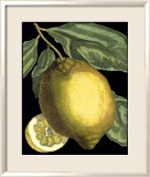 Fragrant Citrus II Kunstdrucke von Volkamer 