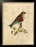 Selby Birds III Prints by Prideaux John Selby