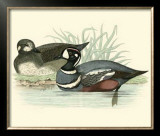 Morris Ducks IV Posters by Reverend Francis O. Morris