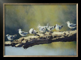 Out on a Limb, White Winged Terns Prints by Dino Paravano