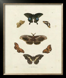 Butterflies III Print by George Wolfgang Knorr