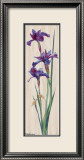Iris Panel II Plakater av Ruth Baderian Iris Panel II Plakater av Ruth Baderian