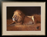 Majestic Lion Posters by Silvia Duran