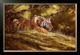 Tiger Resting Prints by Spencer Hodge