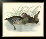 Morris Ducks II Posters by Reverend Francis O. Morris