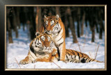 Tigres Poster by Gilles Santantonio