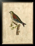 Selby Birds VI Posters by Prideaux John Selby