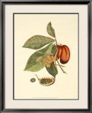 Native Fruits IV Pósters Native Fruits IV Pósters