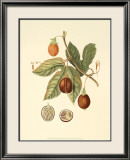 Native Fruits I Láminas Native Fruits I Láminas