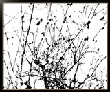 Pommier, 2008 Prints by Monti-xhoffer 