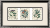 Healing Herbs, Panel I Láminas por Julie Nightingale