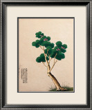 Flowering Chinese Tree II Print Flowering Chinese Tree II Print